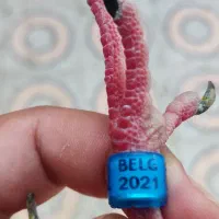 پلاکی خارجی|پرنده|اهواز, مجاهد|دیوار