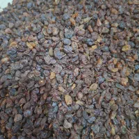 کشمش آفتابی اعلا|خوردنی و آشامیدنی|فرخشهر, |دیوار