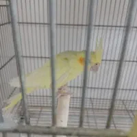 عروس هلندی ماده بالغ