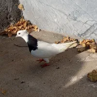 کلفه|پرنده|ویلکیج, |دیوار