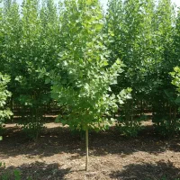 نهال صنوبر برای پروژههای بزرگ و کشاورزی صنعتی|خدمات باغبانی و درختکاری|گیلان غرب, |دیوار