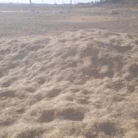 کاه گندم کوهدشت