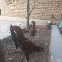 مرغ و خروس لاری|پرنده|شیراز, شیخ روزبهان|دیوار