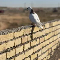 سه عدد کبوتر رنگی|پرنده|کرخه, |دیوار