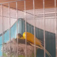 قناری جفت  رسمی بلند