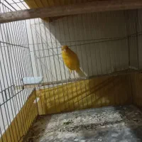 قناری ماده طلای باماده سبزیه تیغ