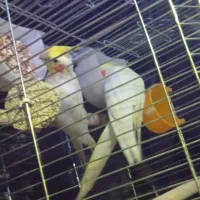 عروس هلندی باقفس