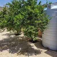 رهن کامل ویلایی گورک کله بندی|اجارهٔ خانه و ویلا|بوشهر, |دیوار