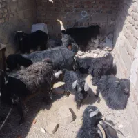 گوسفند فروشی|حیوانات مزرعه|خاش, |دیوار