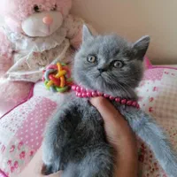 مجموعه گربه های اصیل و نژاد دار ( بازدید حضوری )|گربه|تهران, پونک|دیوار