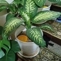 گل های شاداب و زیبا|گل و گیاه طبیعی|زنجان, |دیوار