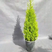لاوسون قیچی خورده (یونیک )|گل و گیاه طبیعی|تهران, صادقیه|دیوار