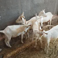 شیر بز|خوردنی و آشامیدنی|مشهد, بهار|دیوار