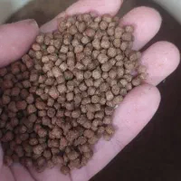 غذای ماهی خوراک ماهی  کوی و کشور