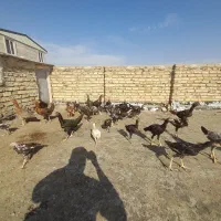 لاری مرغ و خروس و فریک و تخم لاری|حیوانات مزرعه|تاکستان, |دیوار