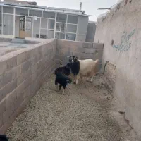 بز نر ۲ ساله|حیوانات مزرعه|گل تپه, |دیوار