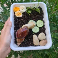 حلزون آچاتینا