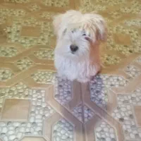 توله شیتزو فروشی