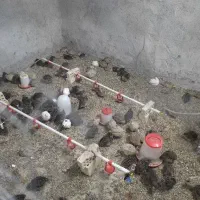 بلدرچین جوجه و پا تخم