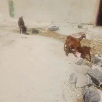 بزجوان با۳شنک