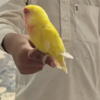 طوطی کوتوله