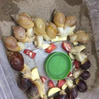 حلزون طبی آچاتینا آلبینو تراپی|خزنده|تهران, راه آهن|دیوار