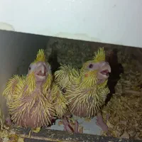 عروس هلندی سخنگو لو تینو