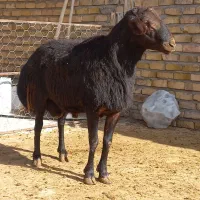 گوسفند زنده (قوچ سرخ افشاری درجه یک)