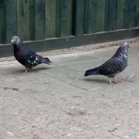 کفتر قاره ای