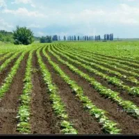 فروش-زمین-کشاورزی