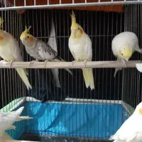 عروس هلندی|پرنده|جغتای, |دیوار