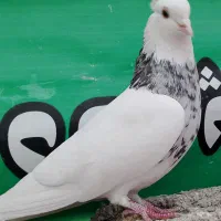 کبوتر طوقی|پرنده|محمدشهر, ولدآباد|دیوار