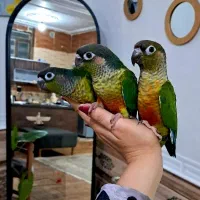 گرینچیک بسیار زیبا با تنوع رنگ