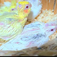 طوطی عروس دوکت از نژادهای خاص و فوق‌العاده زیبا|پرنده|ساری, |دیوار