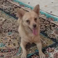 واگذاری پامر اشپیتز