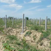 تولید پایه های بتنی فنس و داربست انگور