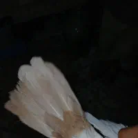 کفتر دم زرد