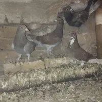 ۴ تا جوجه جوانه|پرنده|تربتحیدریه, ترمینال|دیوار