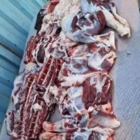 چاق گوسفند کشتاری شیشک‌نزاییده ۲۰تا۱۰۰کیلو|حیوانات مزرعه|قم, بلوار امین و ساحلی|دیوار