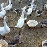 قوغاز|حیوانات مزرعه|لوندویل, |دیوار