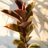 گل طبیعی