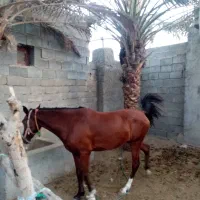 اسب ماده|اسب و تجهیزات اسبسواری|بند زرک, |دیوار