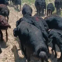 میش بره گوسفند