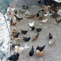 فروش انواع مرغ و خروس و جوجه|حیوانات مزرعه|سیرجان, |دیوار