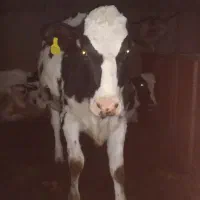 دوراس تلیسه زیر کل صنعتی ریژستر