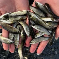 پرورش ماهی دراستخر اب ثابت ماهی امور سفید کَپوُر|ماهی|اصفهان, ملاصدرا|دیوار