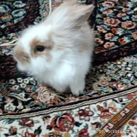 خرگوش لوپ|موش و خرگوش|مشهد, طبرسی شمالی|دیوار
