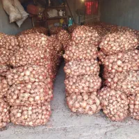 پیاز عالی خوب فروشی