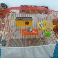 قفس بلبل با وسایل