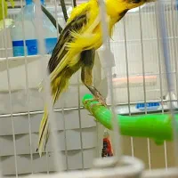 قناری جیبوس نرپرتغالی سرخ سهره رنگ همه بخون|پرنده|مشهد, گلشور|دیوار